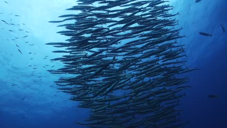 approaching a tight school of chevron barracuda swimming in open crystal clear blue water