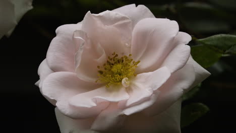 pink-white rose bloom growing on a thorny vine