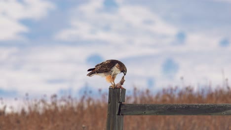 Rotschwanzbussard,-Der-Seine-Beute-Frisst