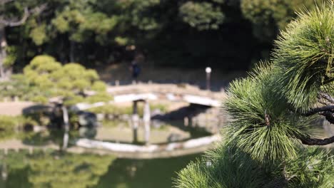 peaceful walk in a lush green park setting