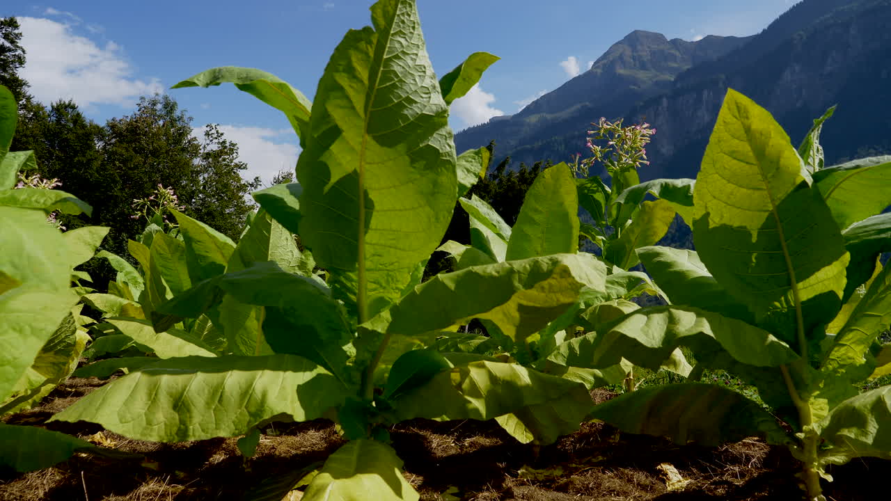 primer plano que muestra la plantación de plantas de tabaco verde con enormes montañas suizas en el fondo durante el día soleado - toma panorámica