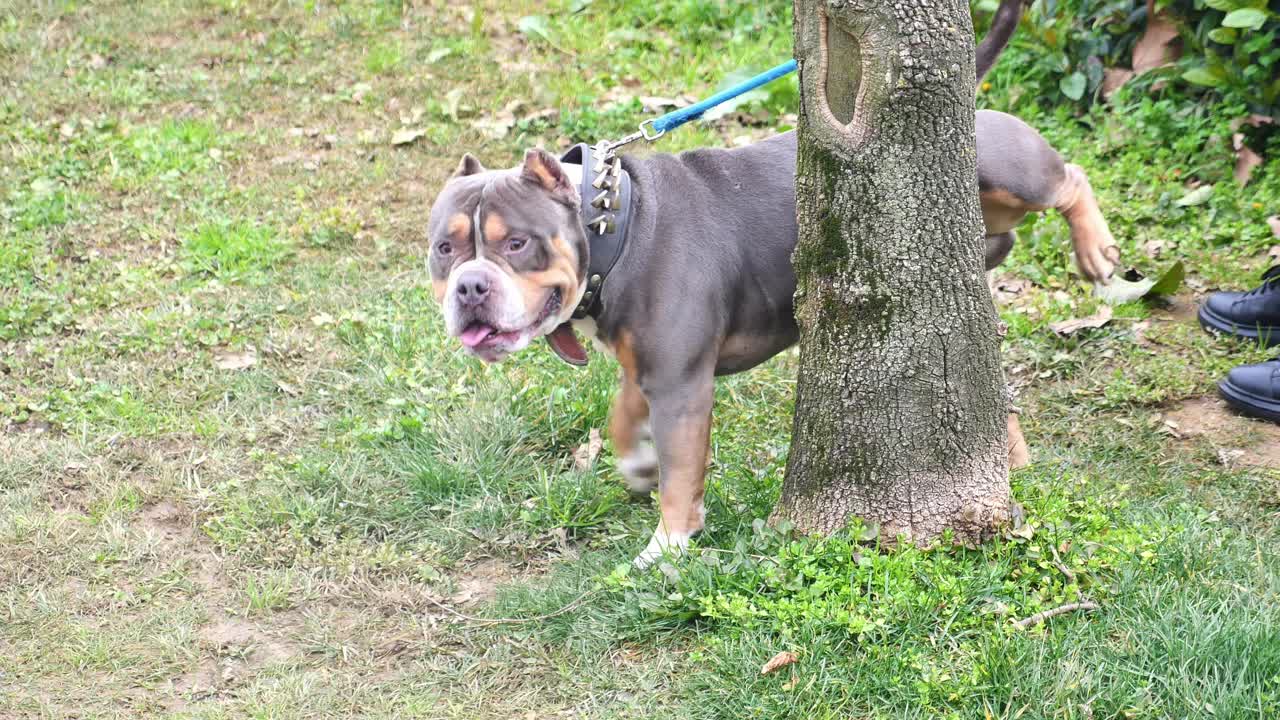 American Bully on a Leash in a Park