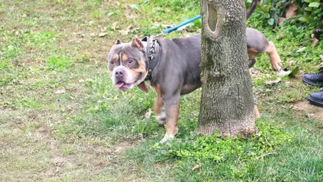 american bully on a leash in a park