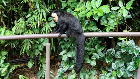 foto de perfil de un tímido mono saki macho de cara blanca, pithecia pithecia descansando en el pasamanos, da la vuelta y camina hacia la derecha, en las reservas de mandai del zoológico safari de las maravillas del río de singapur