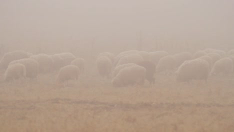 ovejas en un campo de niebla