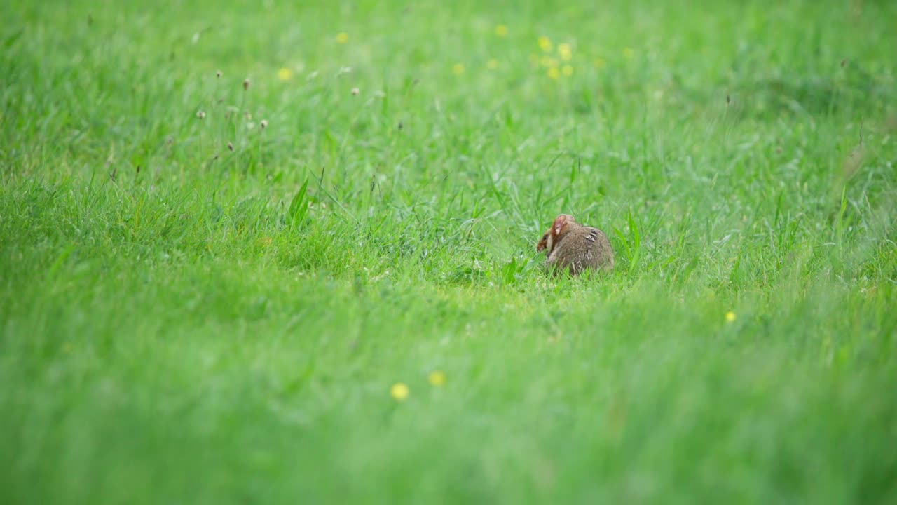 European hamster chewing in long windy grass with yellow flowers