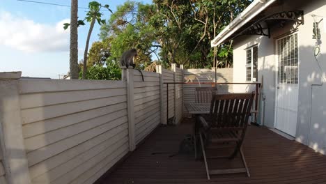 wild grey vervet monkeys playing on a porch and wall in a residential area in south africa