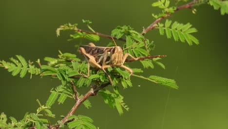 Grasshopper---relaxing---wind-.leaf-