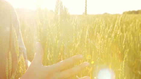 hands holding wheat ears in a field at sunset