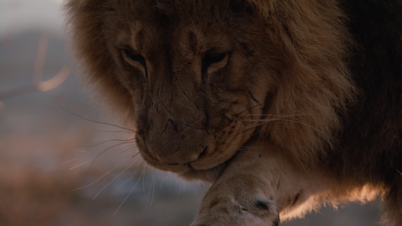 Male lion grooming himself with tongue