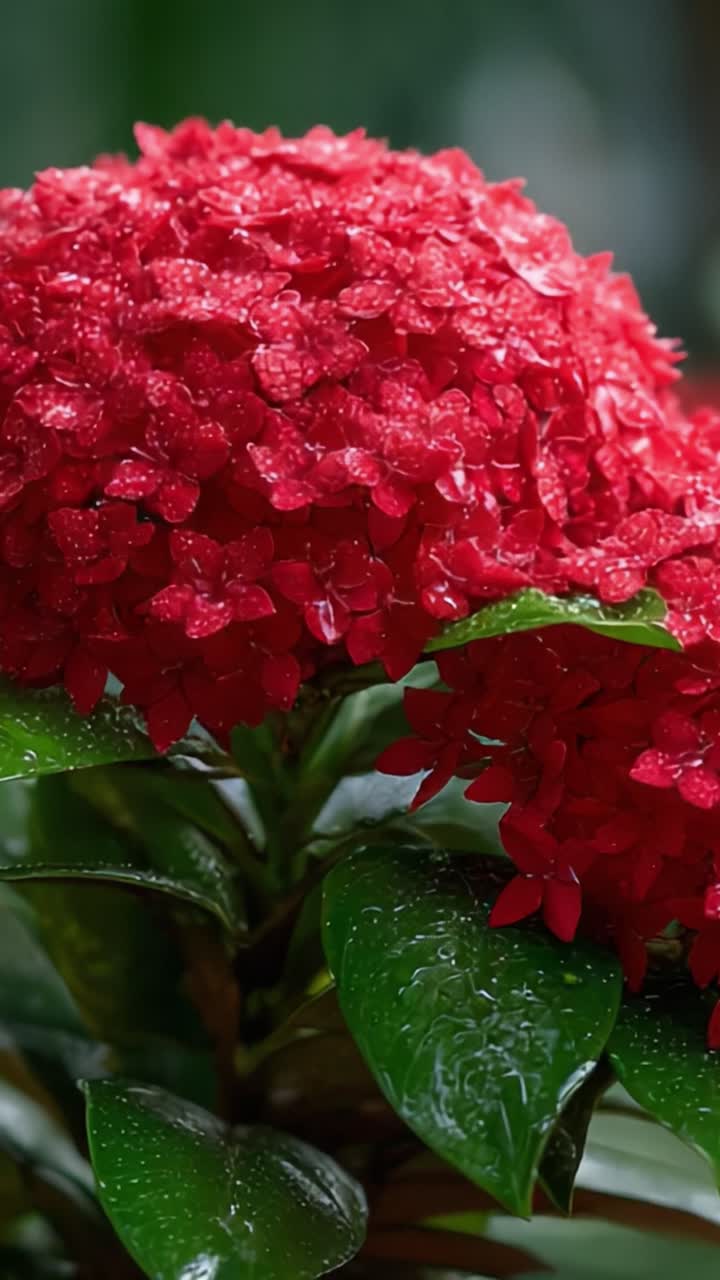 Vibrant Red Blossoms: A Close-Up of Lush Hydrangea Flowers Adorned with Dew, Capturing the Beauty of Nature in Every Detail