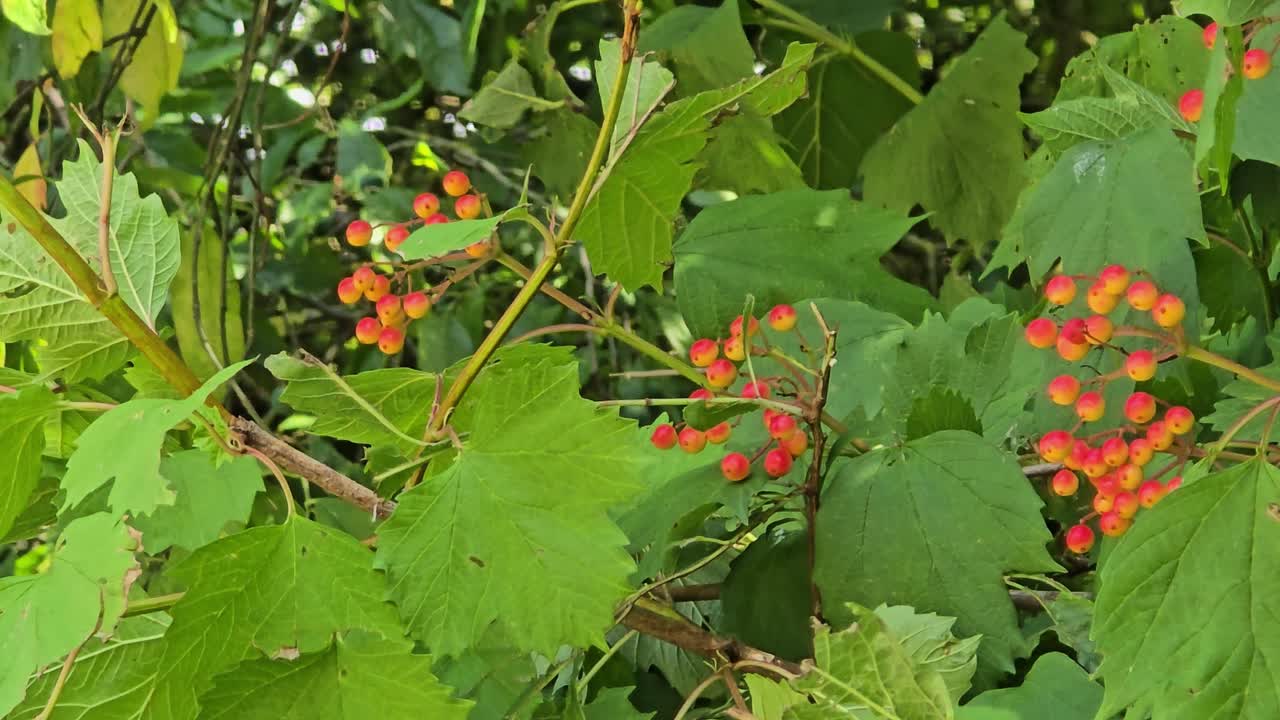 Close-up of red snowballs (Viburnum opulus) berries swaying in autumn wind