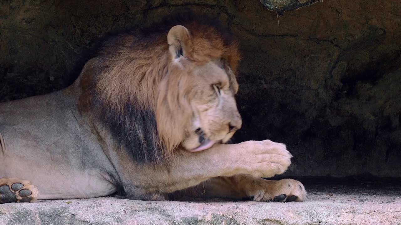 Close Up Of Lion Licking Its Paws Free Stock Video Footage Download Clips  Nature