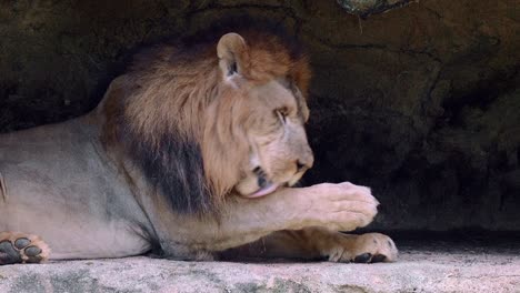 Primer-Plano-De-León-Lamiendo-Sus-Patas