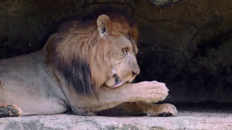 primer plano de león lamiendo sus patas