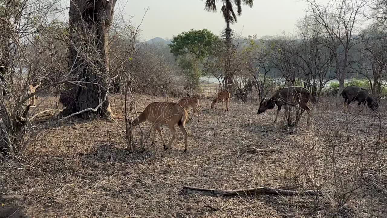 말라위의 마제테 야생동물 보호구역에서 건조한 계절에 음식을 찾으려는 라 (tragelaphus angasii)