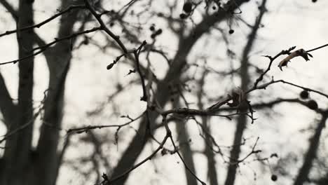 b-roll de ramas desnudas en un árbol en otoño sin hojas