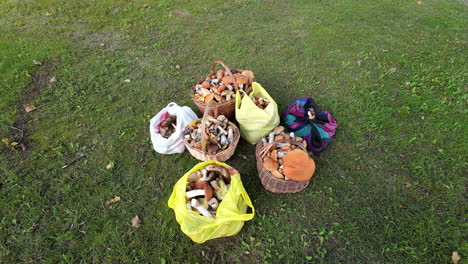 Tilting-images-show-full-bags-of-freshly-picked-mushrooms