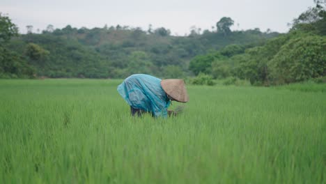 woman farmer in a rice paddy