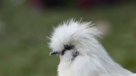 fluffy silkie chicken head movements observed.