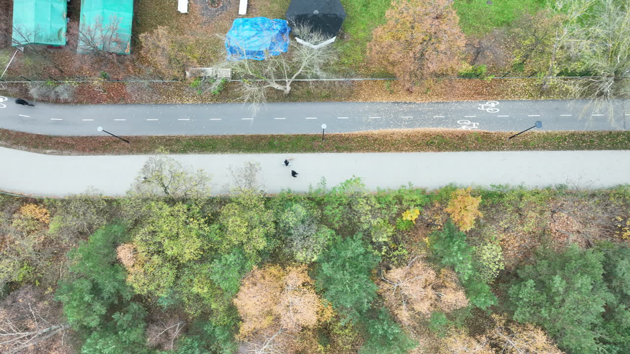 Top-down drone view of autumn trees and walking path with people strolling along a coastal forest trail