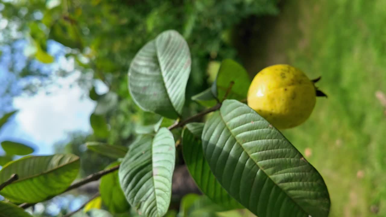 Close-up of a Ripe Guava on its Branch