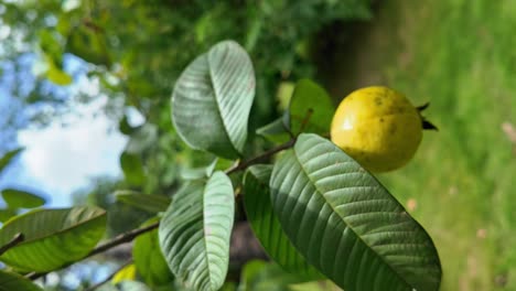 close-up of a ripe guava on its branch