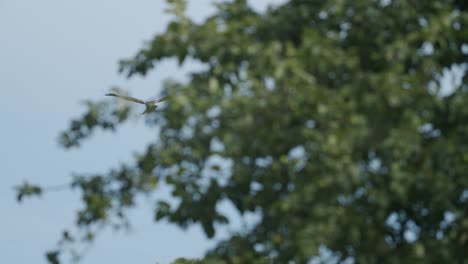 aguilucho lagunero en vuelo sobre campos y arbustos caza orar