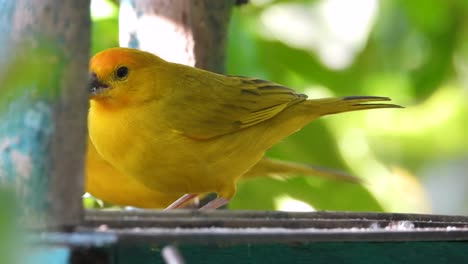 Pinzón-Azafrán-Amarillo-Brillante-Posado-En-El-Comedero,-Vibrante-Y-Cercano-En-Un-Entorno-Tropical,-Luz-Del-Día