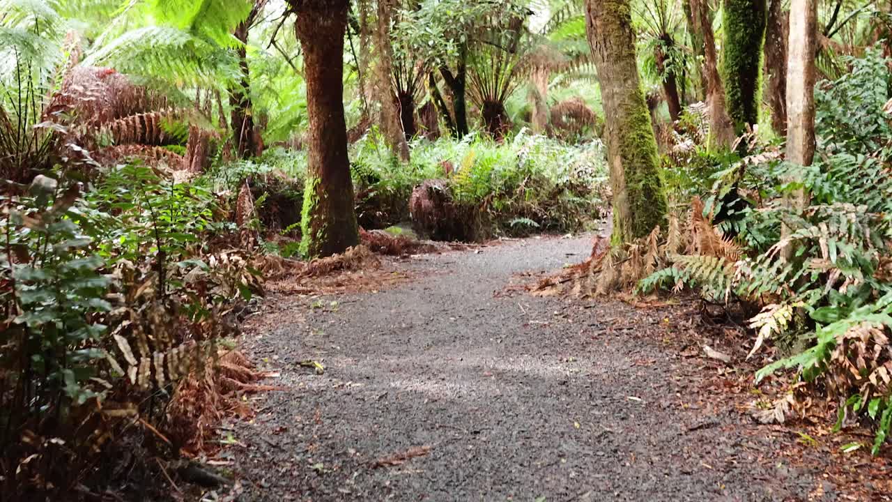 sendero forestal escénico con vegetación exuberante