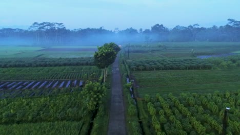 Mysterious-misty-morning-in-exotic-village-on-Java,-Indonesia,-aerial