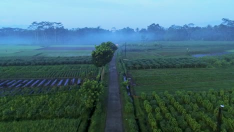 Misteriosa-Mañana-Brumosa-En-Un-Pueblo-Exótico-En-Java,-Indonesia,-Antena