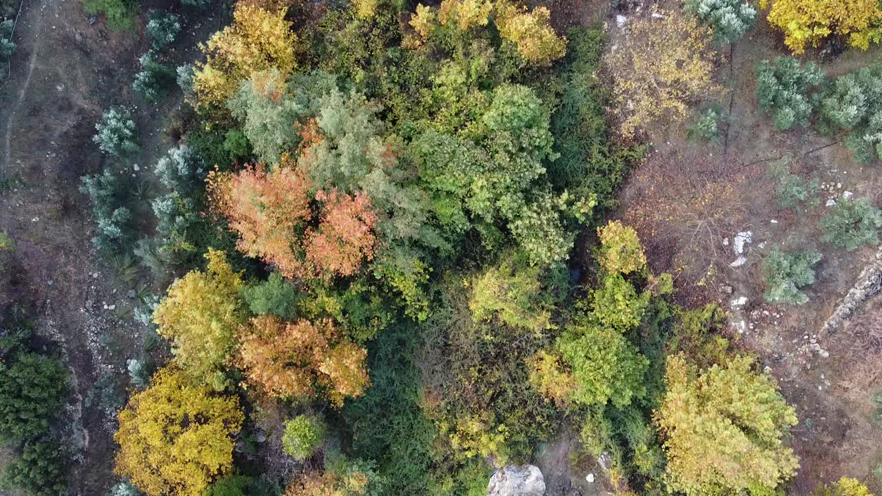 공중 촬영 숲 가을 시즌 단풍