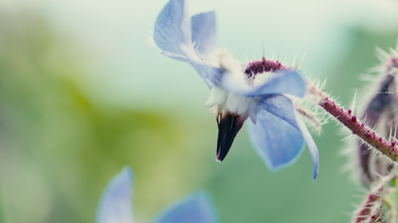 봄의 작은 파란 꽃