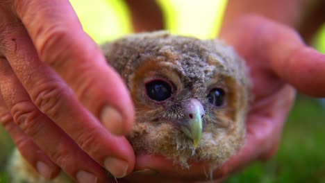 Footage-of-a-wild-baby-Owl-or-Owlet-that-has-been-lost-and-seek-shelter-with-humans