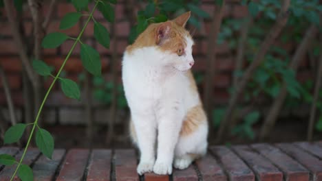 close-up of cat sitting on the ground