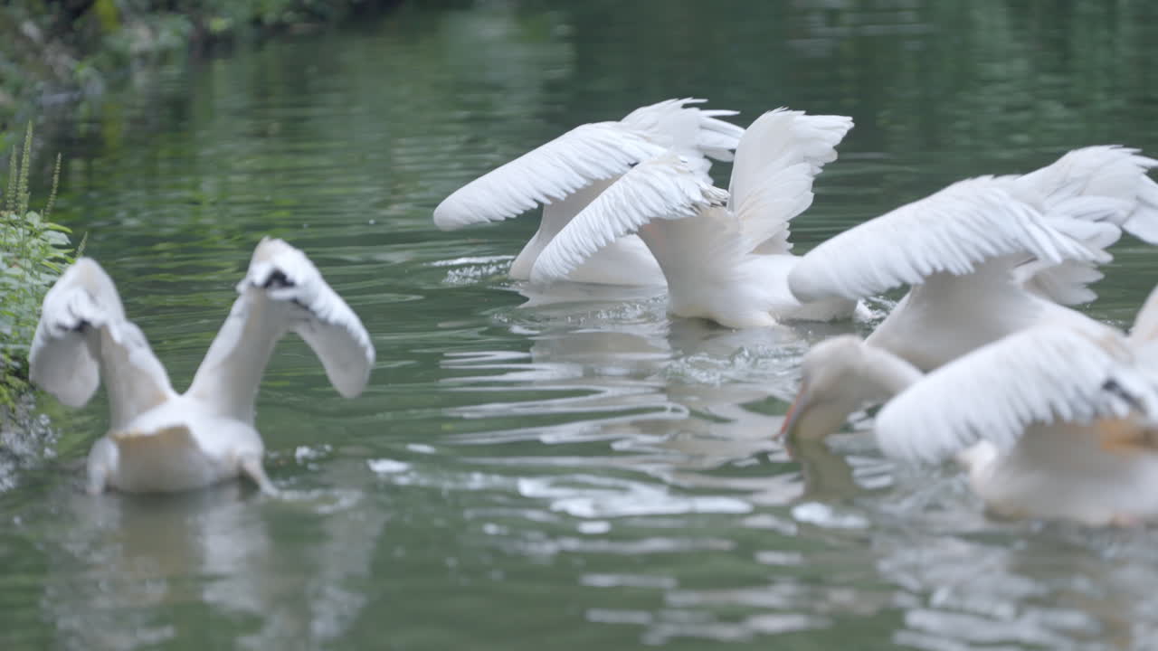 el gran pelícano blanco en el zoológico de singapur en mandai, singapur