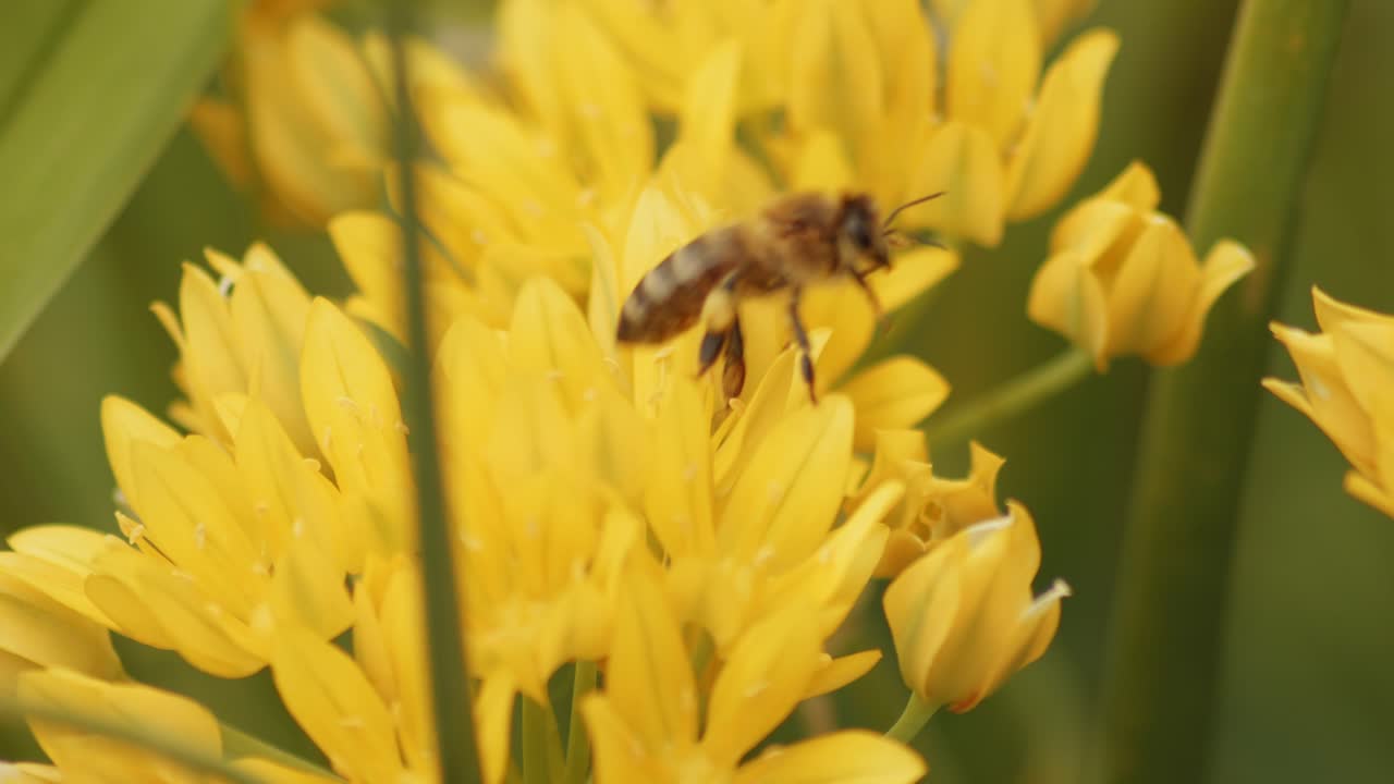 abeja de miel europea volando entre flores silvestres amarillas recogiendo polen y néctar