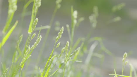 Filmisches-Nahaufnahmevideo,-Das-Die-Schönheit-Des-Grünen,-Sich-Wiegenden-Bartgrases-Einfängt