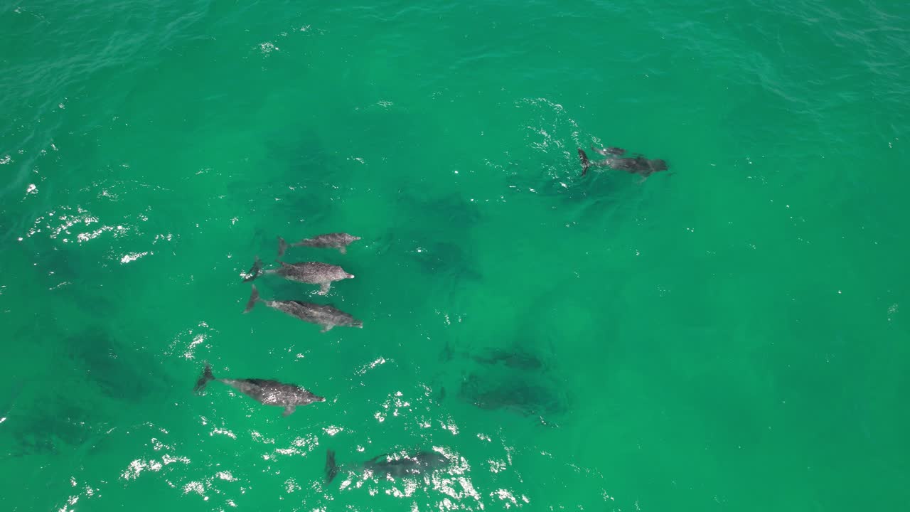 Aerial View Of Pod Of Dolphins In The Ocean In NSW, Australia - Drone Shot
