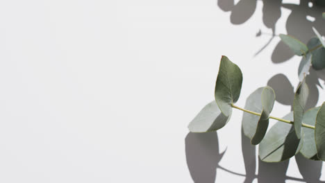 Video-of-green-plant-leaves-with-copy-space-on-white-background