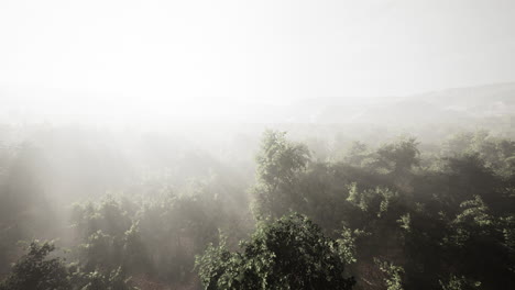 aerial view drone shot of mountain tropical rainforest