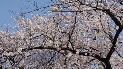 Cherry-flowers-in-small-clusters-on-a-cherry-tree-branch