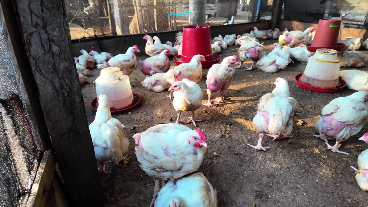 La panorámica cruda a la derecha capta el estado desplumado y de sufrimiento de las aves de corral producidas en masa en un entorno agrícola intensivo y a menudo controvertido.