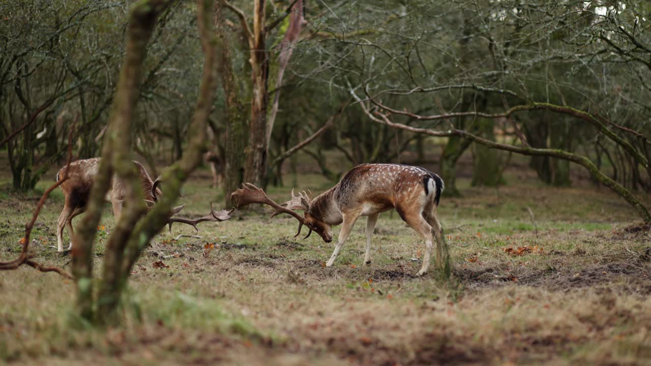 dos ciervos luchando en un bosque