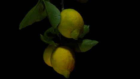 Yellow-lemons-and-green-leaves-on-branch-rotating,-healthy-citrus-with-vitamin-C