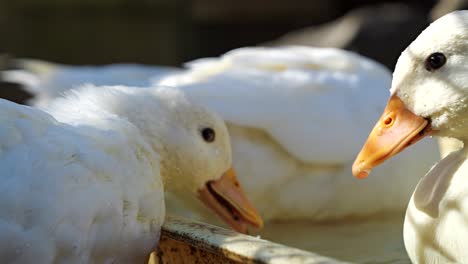close up of duck farm animals eating food - slow motion