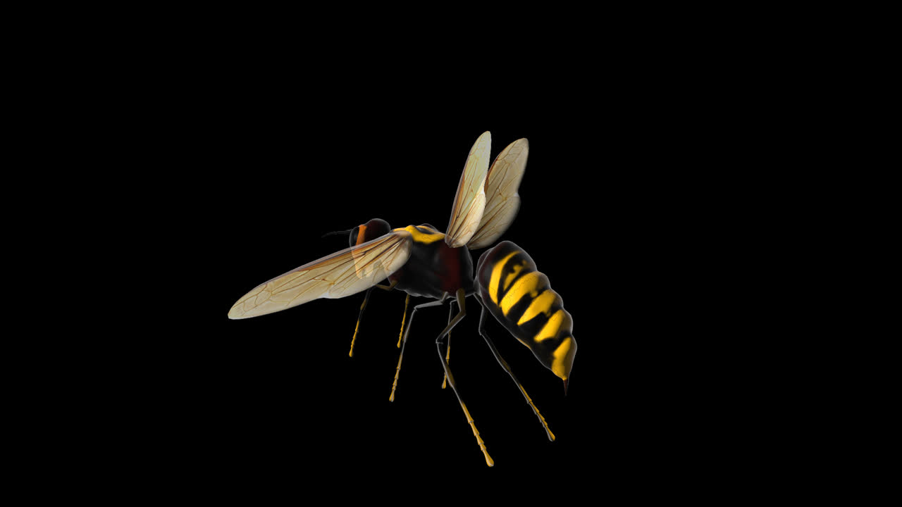Syrphus Ribesii Flying