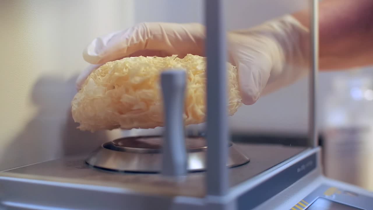 manos enguantadas poner la esponja en la escala en el laboratorio