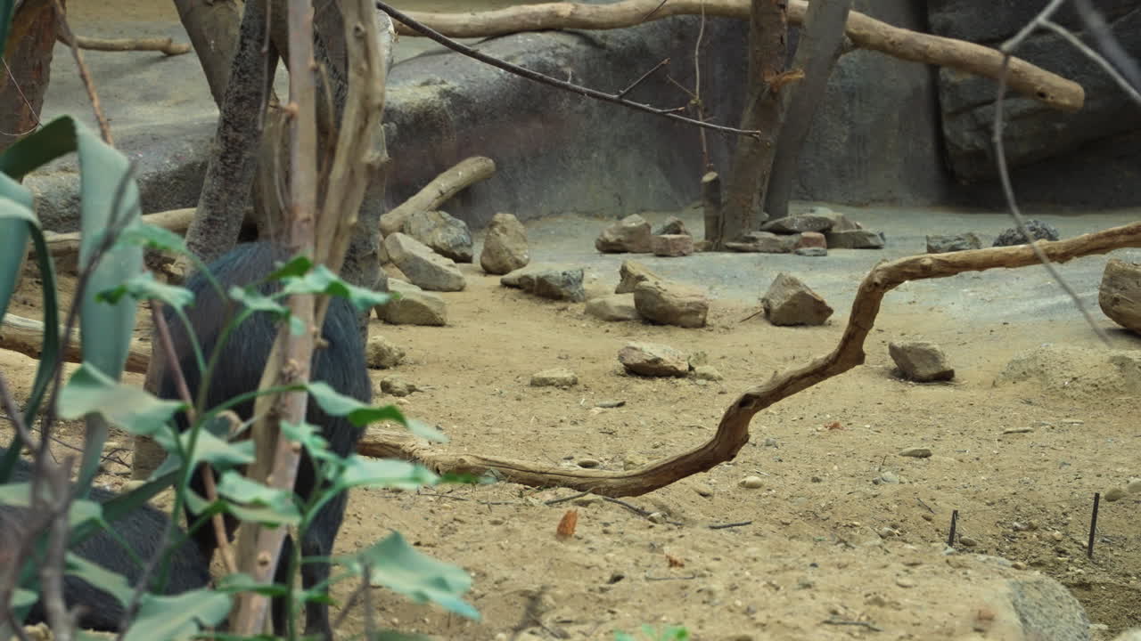 Beautiful boar in wilderness, back view